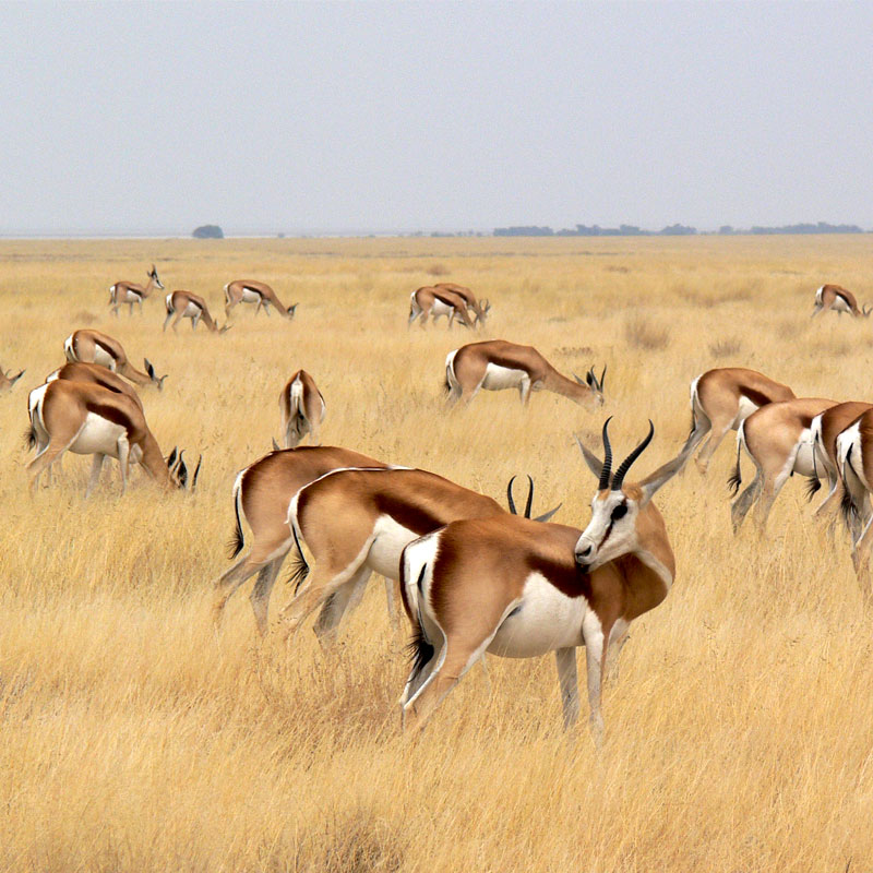Etosha National Park