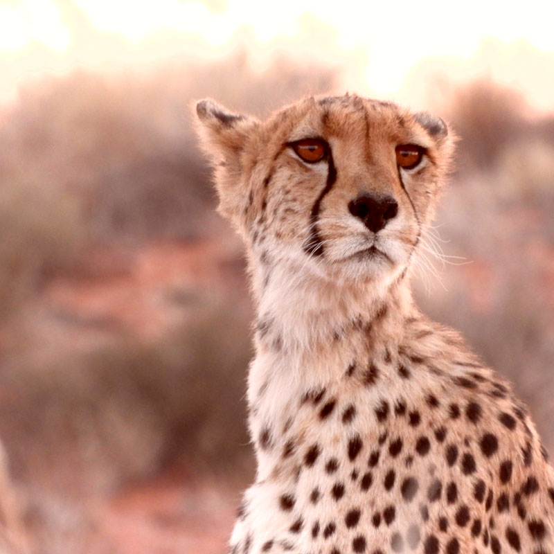 Kalahari Desert