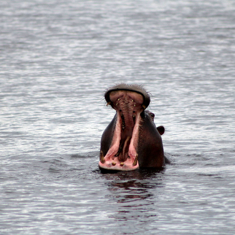 Kavango, Zambezi
